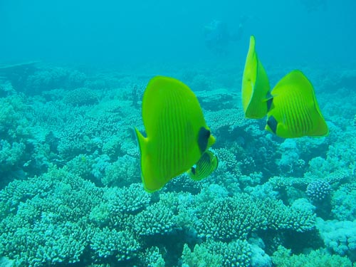 masked butterfly fish (playing).jpg